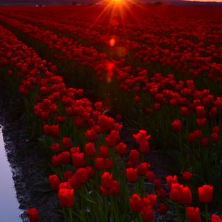 Valley flowers wallpaper