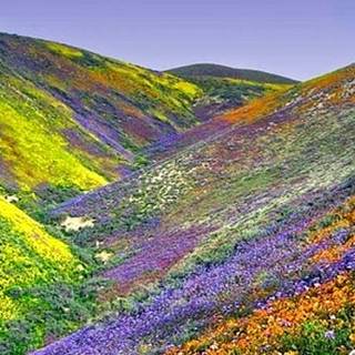 Valley flowers wallpaper