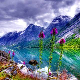 Valley flowers wallpaper