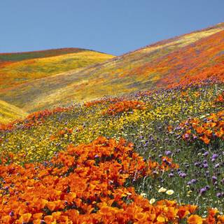 Valley flowers wallpaper