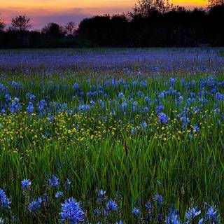 Valley flowers wallpaper