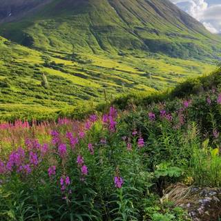 Valley flowers wallpaper