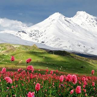 Valley flowers wallpaper