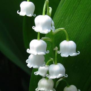 Valley flowers wallpaper