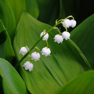 Valley flowers wallpaper