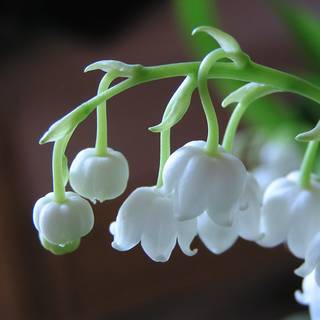 Valley flowers wallpaper