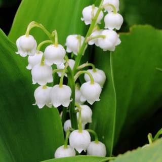 Valley flowers wallpaper