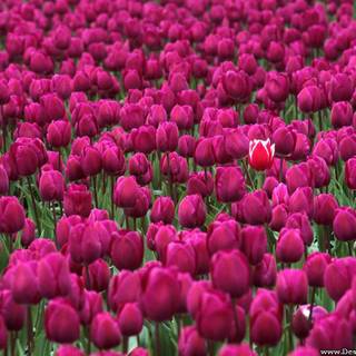 Valley flowers wallpaper