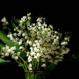 Valley flowers wallpaper