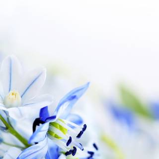 Valley flowers wallpaper