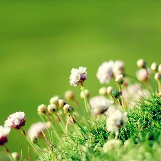 Valley flowers wallpaper