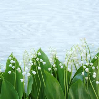 Valley flowers wallpaper