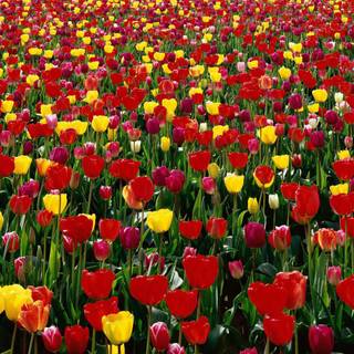 Valley flowers wallpaper