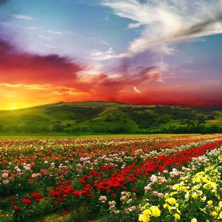 Valley flowers wallpaper