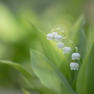 Valley flowers wallpaper