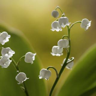 Valley flowers wallpaper