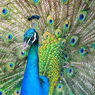 Peacock art wallpaper