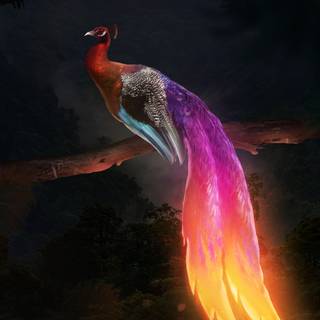 Peacock art wallpaper