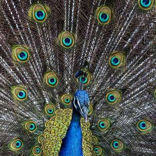 Peacock art wallpaper