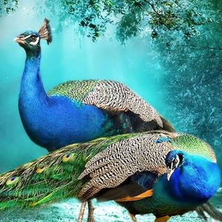 Peacock art wallpaper