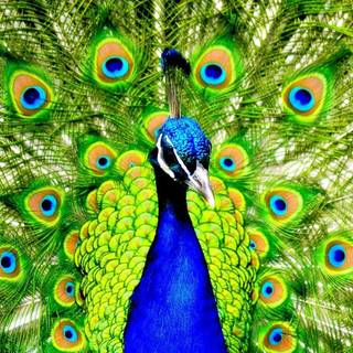 Peacock art wallpaper