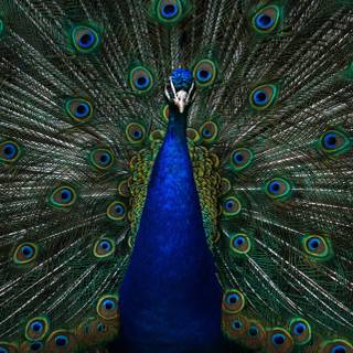 Peacock art wallpaper