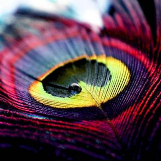 Peacock art wallpaper