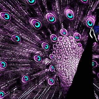 Peacock art wallpaper