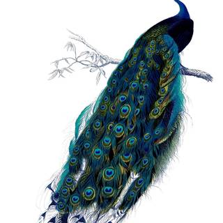 Peacock art wallpaper