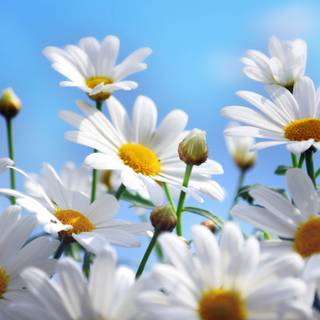 Summertime flowers wallpaper