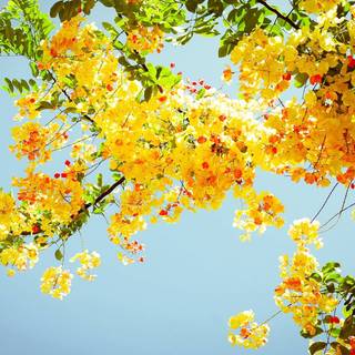 Summertime flowers wallpaper