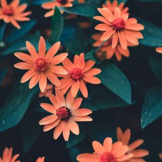 Summertime flowers wallpaper