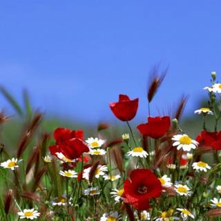 Summertime flowers wallpaper