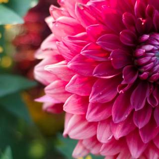 Summertime flowers wallpaper