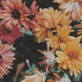 Summertime flowers wallpaper