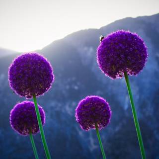 Summertime flowers wallpaper