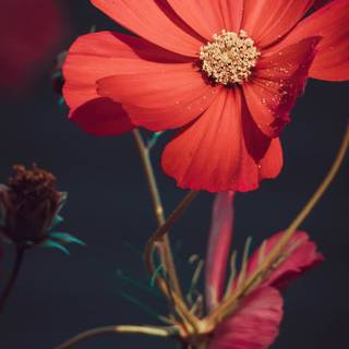 Summertime flowers wallpaper