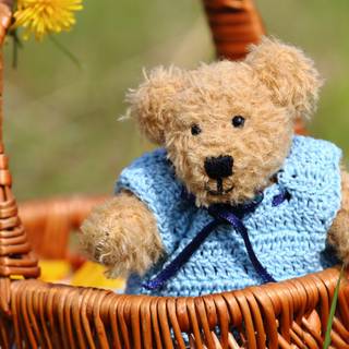 Teddy Bear summer wallpaper