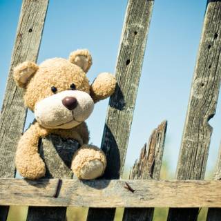 Teddy Bear summer wallpaper