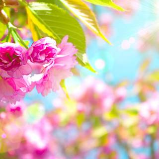 Kawaii spring PC wallpaper