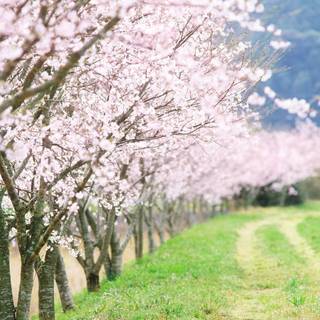 Country road spring wallpaper