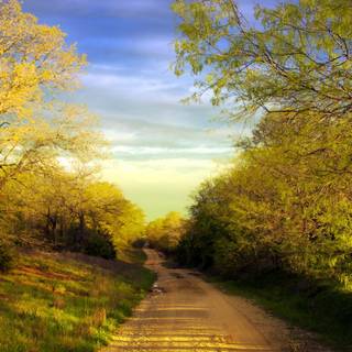Country road spring wallpaper