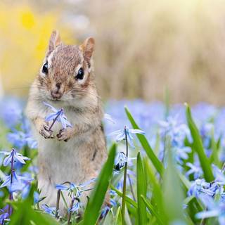 Kawaii spring PC wallpaper