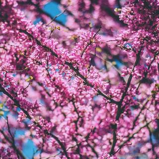 Spring season pink leaves wallpaper