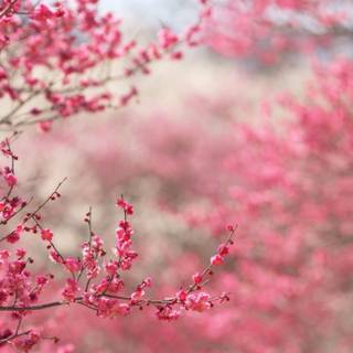 Spring season pink leaves wallpaper