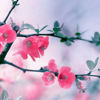 Spring season pink leaves wallpaper