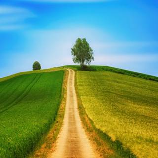 Country road spring wallpaper