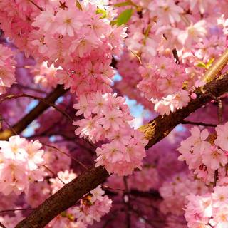 Spring season pink leaves wallpaper