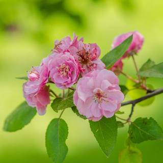 Spring season pink leaves wallpaper