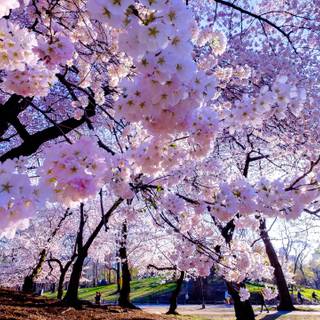 Spring desktop 4k wallpaper